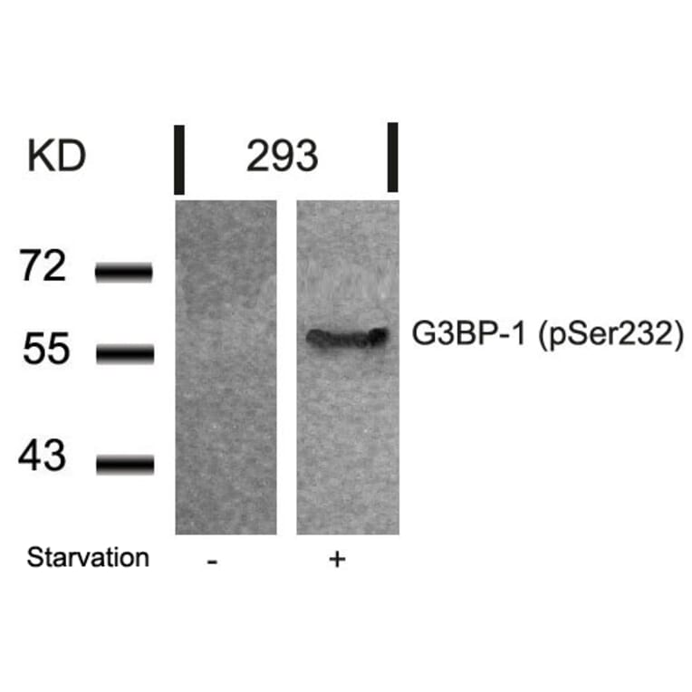 Western blot - G3BP-1 (Phospho-Ser232) Antibody from Signalway Antibody (11082) - Antibodies.com