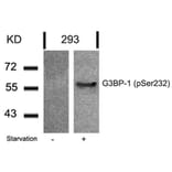 Western blot - G3BP-1 (Phospho-Ser232) Antibody from Signalway Antibody (11082) - Antibodies.com