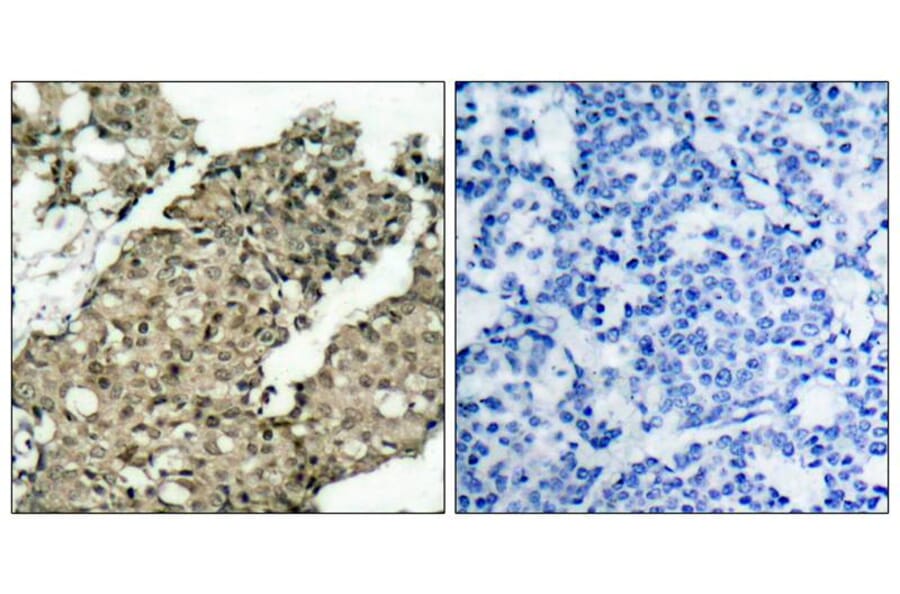 Immunohistochemistry - G3BP-1 (Phospho-Ser232) Antibody from Signalway Antibody (11082) - Antibodies.com