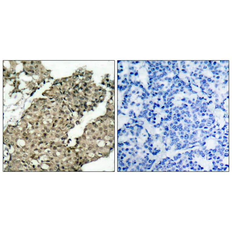 Immunohistochemistry - G3BP-1 (Phospho-Ser232) Antibody from Signalway Antibody (11082) - Antibodies.com