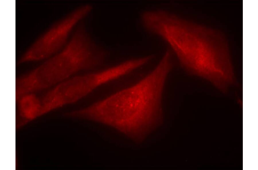 Immunofluorescence - G3BP-1 (Phospho-Ser232) Antibody from Signalway Antibody (11082) - Antibodies.com