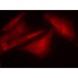 Immunofluorescence - G3BP-1 (Phospho-Ser232) Antibody from Signalway Antibody (11082) - Antibodies.com