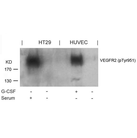 Western blot - VEGFR2 (Phospho-Tyr951) Antibody from Signalway Antibody (11086) - Antibodies.com