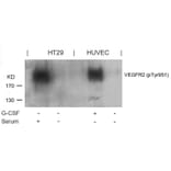 Western blot - VEGFR2 (Phospho-Tyr951) Antibody from Signalway Antibody (11086) - Antibodies.com