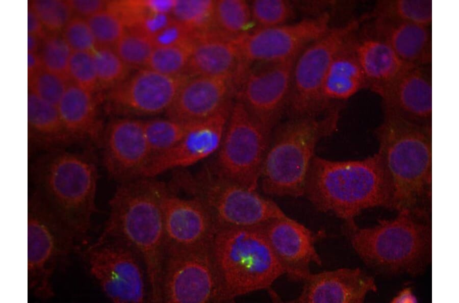 Immunofluorescence - VEGFR2 (Phospho-Tyr951) Antibody from Signalway Antibody (11086) - Antibodies.com