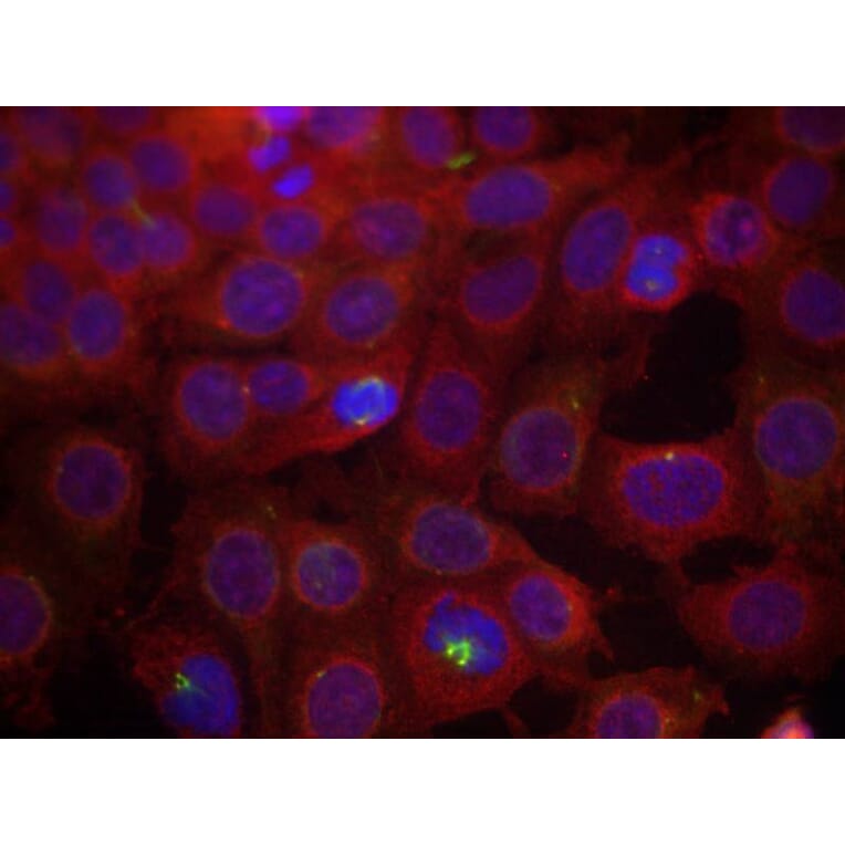 Immunofluorescence - VEGFR2 (Phospho-Tyr951) Antibody from Signalway Antibody (11086) - Antibodies.com