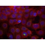 Immunofluorescence - VEGFR2 (Phospho-Tyr951) Antibody from Signalway Antibody (11086) - Antibodies.com