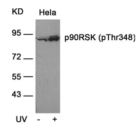 Western blot - p90RSK (Phospho-Thr348) Antibody from Signalway Antibody (11105) - Antibodies.com