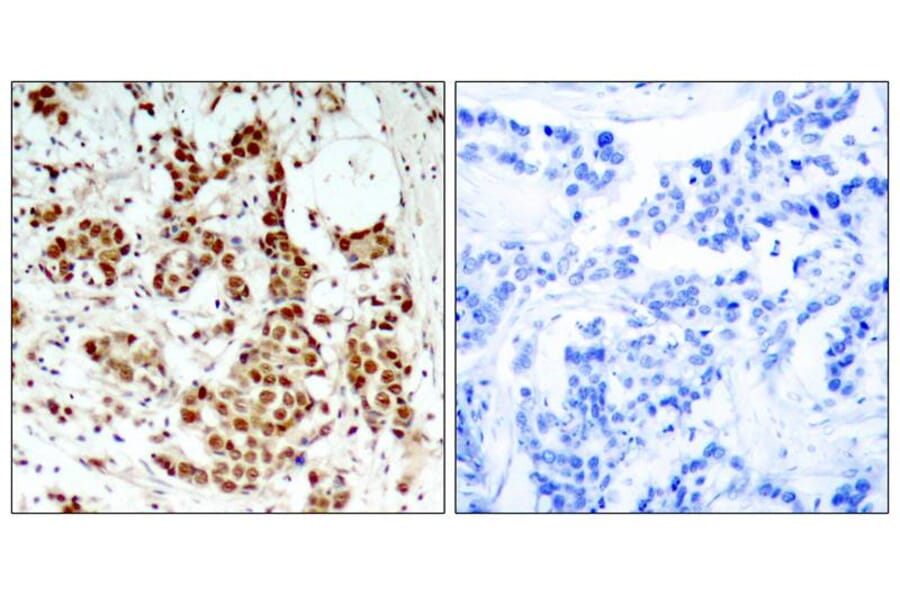 Immunohistochemistry - p90RSK (Phospho-Thr348) Antibody from Signalway Antibody (11105) - Antibodies.com