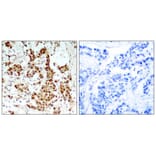 Immunohistochemistry - p90RSK (Phospho-Thr348) Antibody from Signalway Antibody (11105) - Antibodies.com