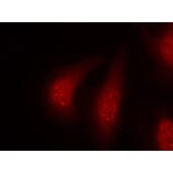 Immunofluorescence - p90RSK (Phospho-Thr348) Antibody from Signalway Antibody (11105) - Antibodies.com