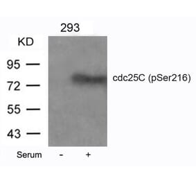 Western blot - cdc25C (Phospho-Ser216) Antibody from Signalway Antibody (11118) - Antibodies.com