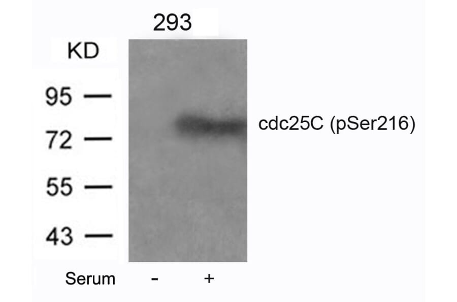 Western blot - cdc25C (Phospho-Ser216) Antibody from Signalway Antibody (11118) - Antibodies.com