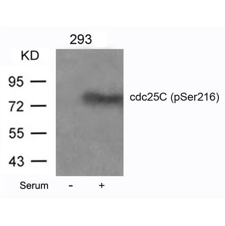 Western blot - cdc25C (Phospho-Ser216) Antibody from Signalway Antibody (11118) - Antibodies.com