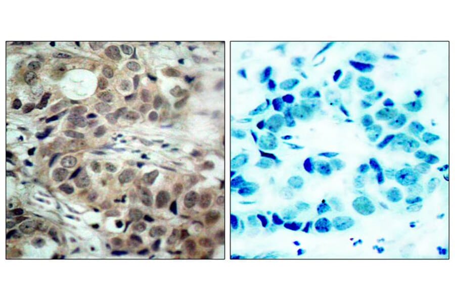 Immunohistochemistry - cdc25C (Phospho-Ser216) Antibody from Signalway Antibody (11118) - Antibodies.com