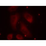 Immunofluorescence - LIMK1 (Phospho-Thr508) Antibody from Signalway Antibody (11126) - Antibodies.com