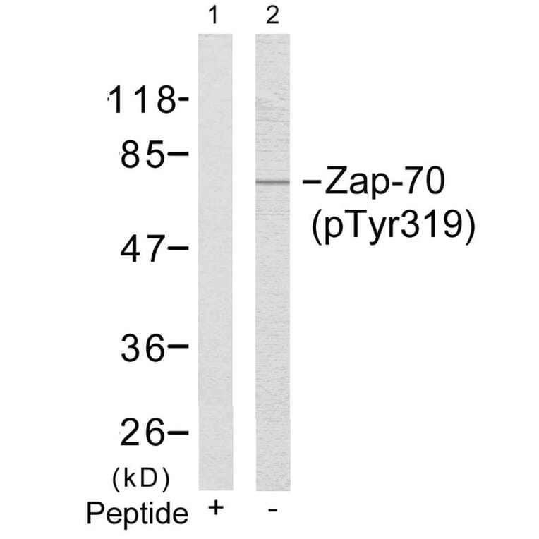 Western blot - Zap-70 (Phospho-Tyr319) Antibody from Signalway Antibody (11159) - Antibodies.com