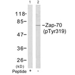 Western blot - Zap-70 (Phospho-Tyr319) Antibody from Signalway Antibody (11159) - Antibodies.com