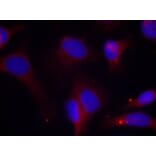 Immunofluorescence - Zap-70 (Phospho-Tyr319) Antibody from Signalway Antibody (11159) - Antibodies.com