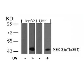 Western blot - MEK2 (Phospho-Thr394) Antibody from Signalway Antibody (11008) - Antibodies.com