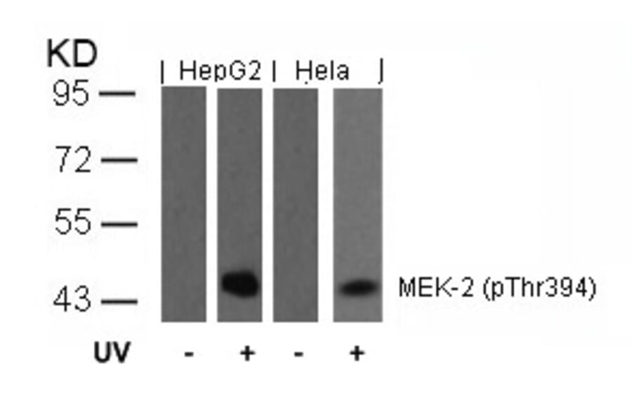 Western blot - MEK2 (Phospho-Thr394) Antibody from Signalway Antibody (11008) - Antibodies.com