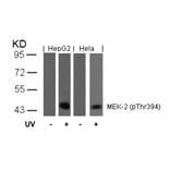 Western blot - MEK2 (Phospho-Thr394) Antibody from Signalway Antibody (11008) - Antibodies.com