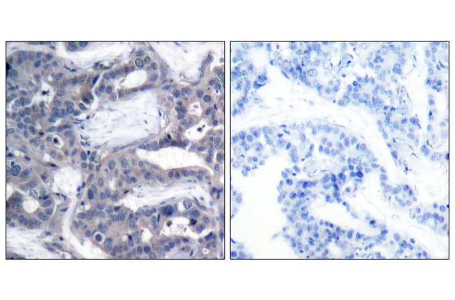 Immunohistochemistry - MEK2 (Phospho-Thr394) Antibody from Signalway Antibody (11008) - Antibodies.com