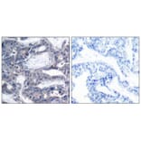 Immunohistochemistry - MEK2 (Phospho-Thr394) Antibody from Signalway Antibody (11008) - Antibodies.com