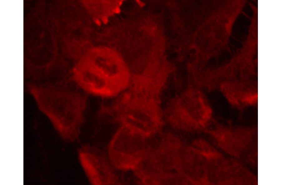 Immunofluorescence - MEK2 (Phospho-Thr394) Antibody from Signalway Antibody (11008) - Antibodies.com