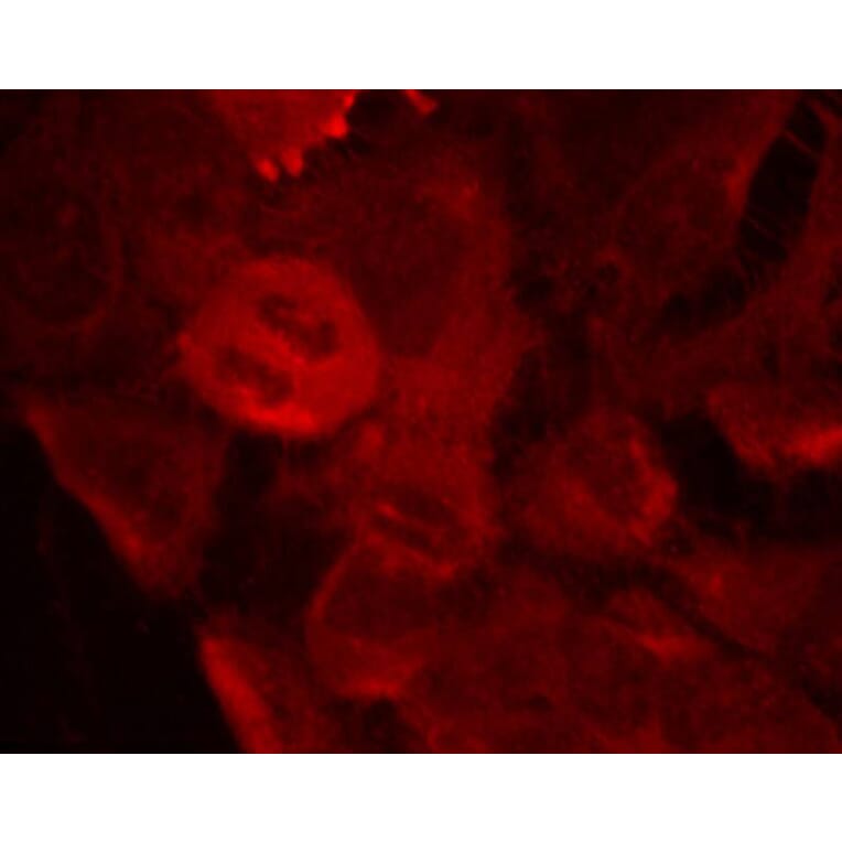 Immunofluorescence - MEK2 (Phospho-Thr394) Antibody from Signalway Antibody (11008) - Antibodies.com