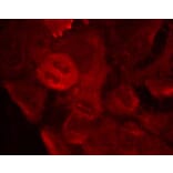 Immunofluorescence - MEK2 (Phospho-Thr394) Antibody from Signalway Antibody (11008) - Antibodies.com