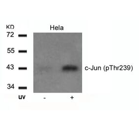 Western blot - c-Jun (Phospho-Thr239) Antibody from Signalway Antibody (11024) - Antibodies.com
