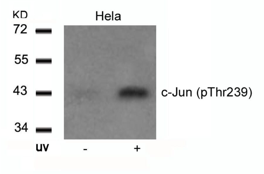 Western blot - c-Jun (Phospho-Thr239) Antibody from Signalway Antibody (11024) - Antibodies.com