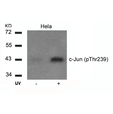 Western blot - c-Jun (Phospho-Thr239) Antibody from Signalway Antibody (11024) - Antibodies.com