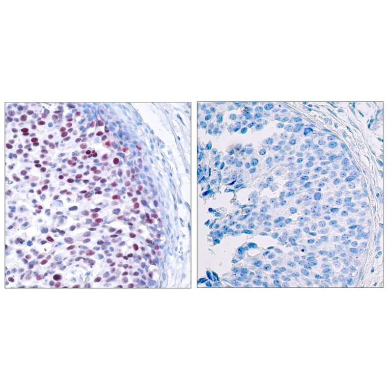 Immunohistochemistry - c-Jun (Phospho-Thr239) Antibody from Signalway Antibody (11024) - Antibodies.com
