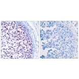 Immunohistochemistry - c-Jun (Phospho-Thr239) Antibody from Signalway Antibody (11024) - Antibodies.com