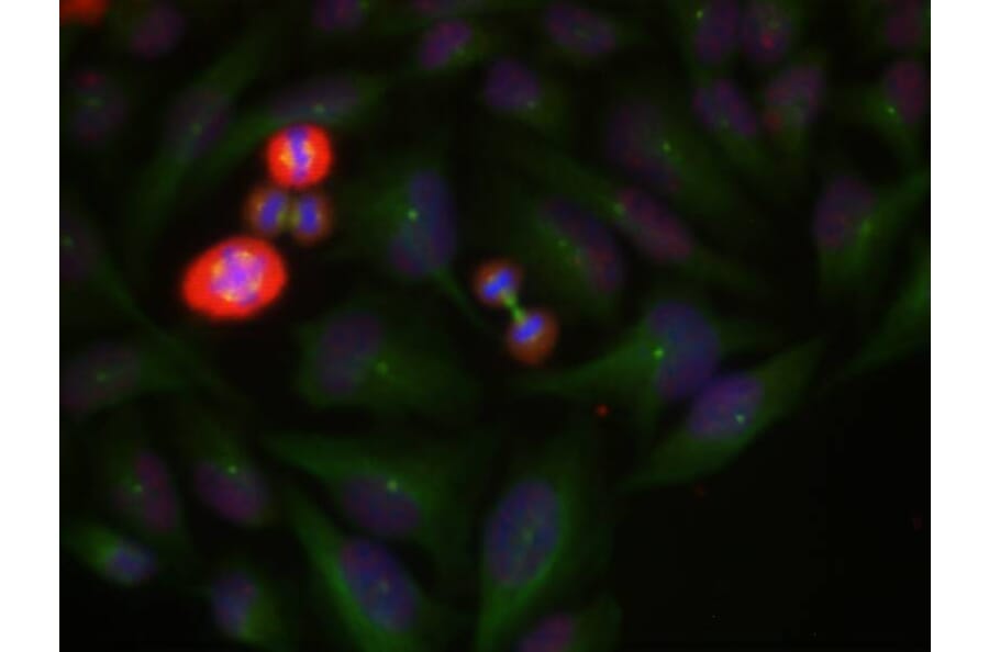 Immunofluorescence - c-Jun (Phospho-Thr239) Antibody from Signalway Antibody (11024) - Antibodies.com