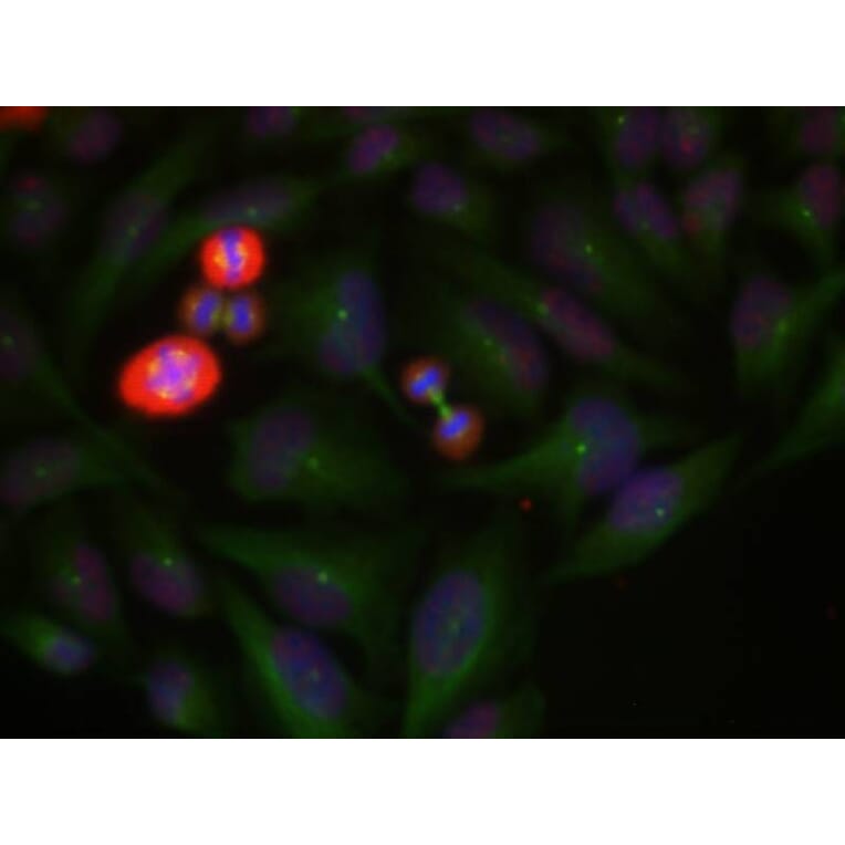 Immunofluorescence - c-Jun (Phospho-Thr239) Antibody from Signalway Antibody (11024) - Antibodies.com