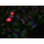 Immunofluorescence - c-Jun (Phospho-Thr239) Antibody from Signalway Antibody (11024) - Antibodies.com
