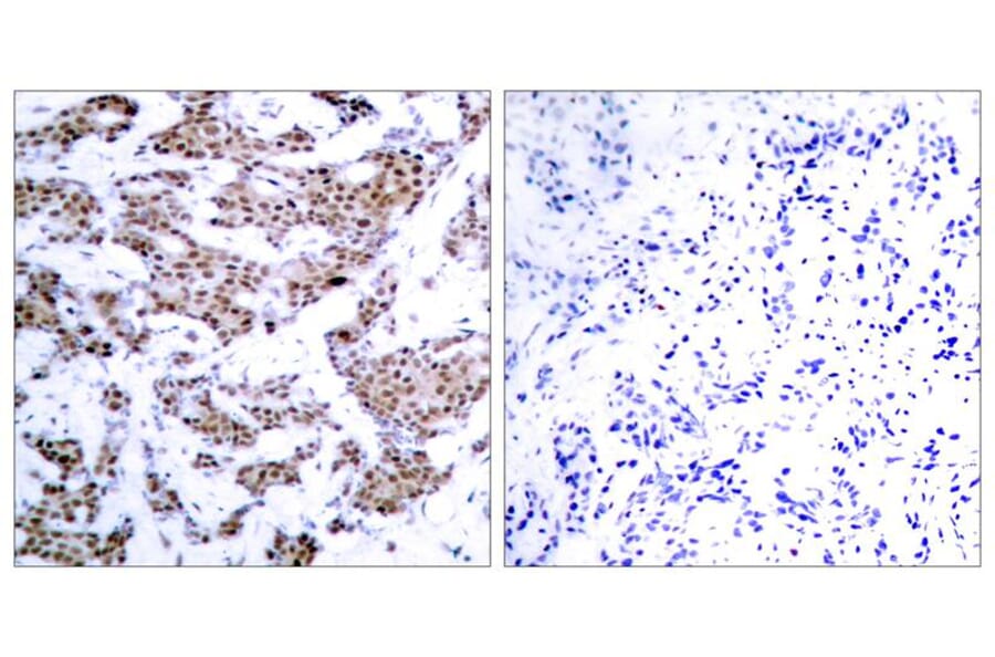 Immunohistochemistry - MEF2a (Phospho-Thr312) Antibody from Signalway Antibody (11039) - Antibodies.com