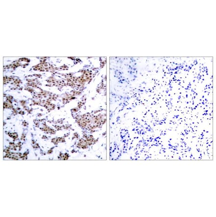 Immunohistochemistry - MEF2a (Phospho-Thr312) Antibody from Signalway Antibody (11039) - Antibodies.com