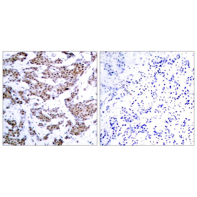 Immunohistochemistry - MEF2a (Phospho-Thr312) Antibody from Signalway Antibody (11039) - Antibodies.com