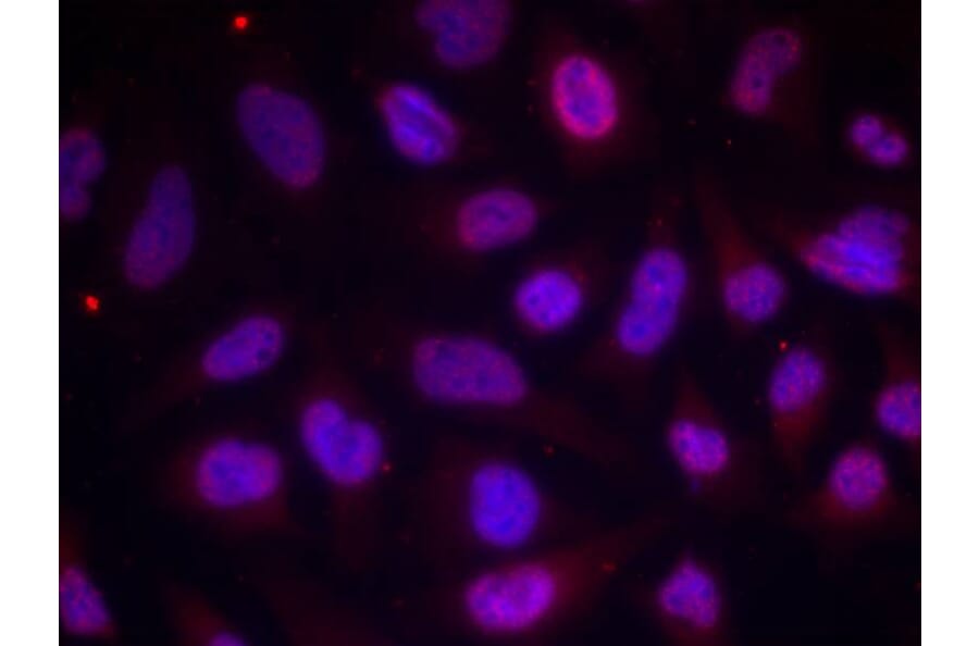 Immunofluorescence - MEF2a (Phospho-Thr312) Antibody from Signalway Antibody (11039) - Antibodies.com
