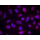 Immunofluorescence - MEF2a (Phospho-Thr312) Antibody from Signalway Antibody (11039) - Antibodies.com