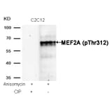 Western blot - MEF2a (Phospho-Thr312) Antibody from Signalway Antibody (11039) - Antibodies.com