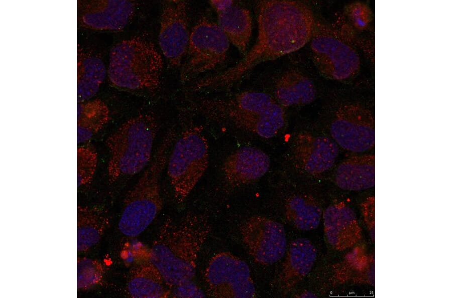 Immunofluorescence - GATA1 (Phospho-Ser142) Antibody from Signalway Antibody (11041) - Antibodies.com