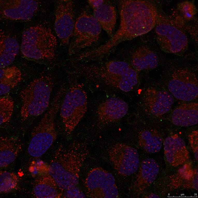 Immunofluorescence - GATA1 (Phospho-Ser142) Antibody from Signalway Antibody (11041) - Antibodies.com