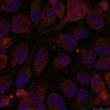 Immunofluorescence - GATA1 (Phospho-Ser142) Antibody from Signalway Antibody (11041) - Antibodies.com