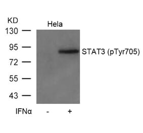 Western blot - STAT3 (Phospho-Tyr705) Antibody from Signalway Antibody (11045) - Antibodies.com