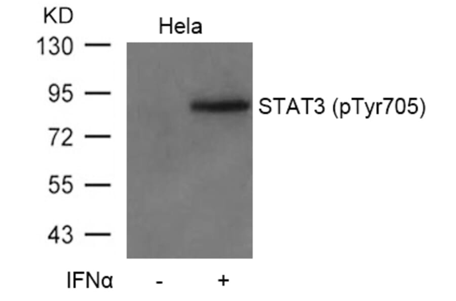 Western blot - STAT3 (Phospho-Tyr705) Antibody from Signalway Antibody (11045) - Antibodies.com